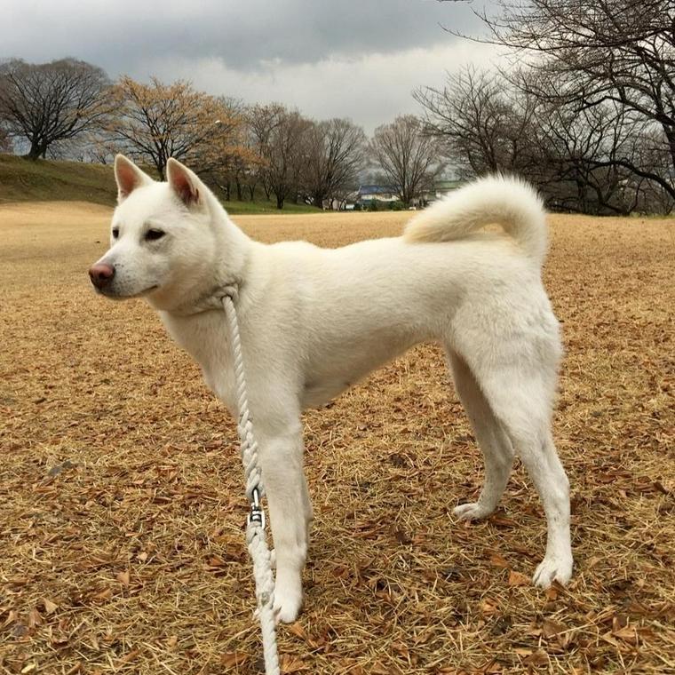 トレーナー・獣医師監修】紀州犬ってどんな犬？性格・特徴・育て方・迎え方 | ペトコト（PETOKOTO）